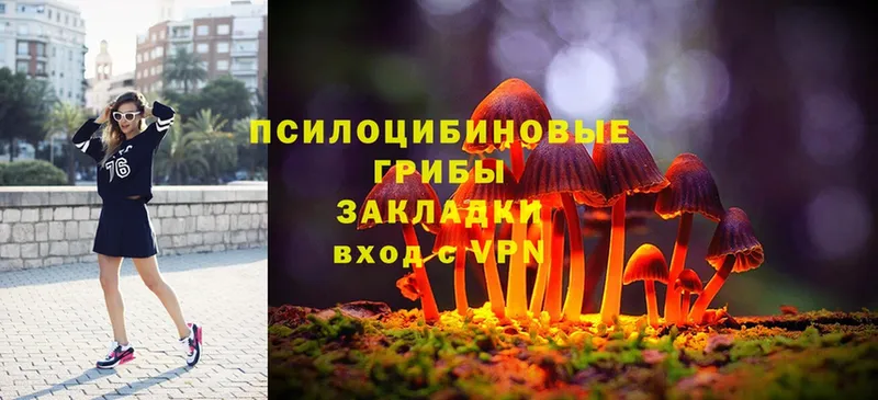 Псилоцибиновые грибы Psilocybe  Чусовой 